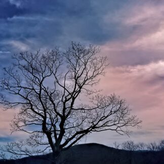 Blue Ridge Tree by Georgette Grossman