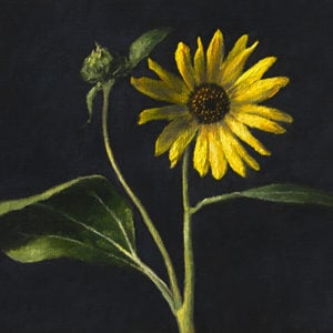 "Sunflower" by Elizabeth Floyd