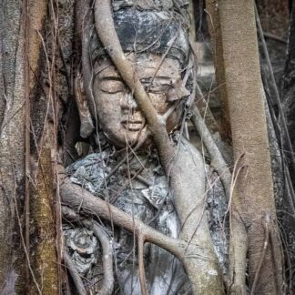 Serenity by Julie Miller