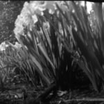 Daffodils by Allison Duvall, pinhole photography