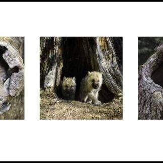 Animal Babies Tryptich by Judy Guenther