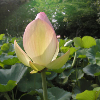 Translucent Lotus by Cheryl Audet-Lavoie