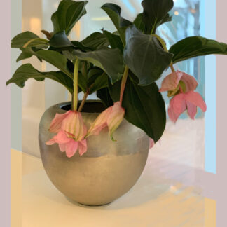 Accidental Still Life by Cheryl Audet-Lavoie