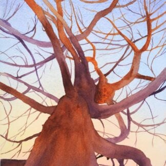 "Looking Up" by Beth Ayres
