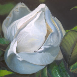 Magnolia Flower by Kenneth Bachman