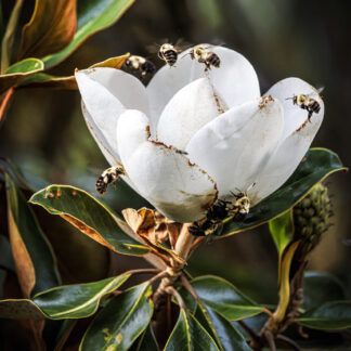 Magnolia Chance by Rob Baker