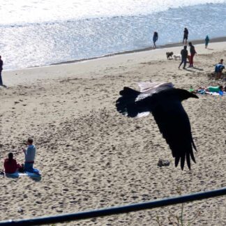 Raven Photo Bomb by Diane Blackwell