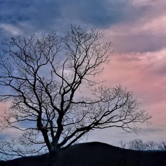 Blue Ridge Tree by Georgette Grossman