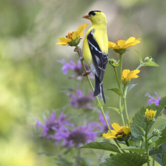 Summer Goldfinch by Joel Boches