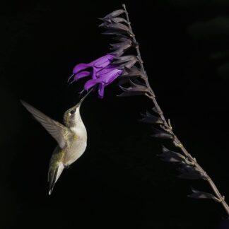 Hungry Hummingbird by Joel Boches