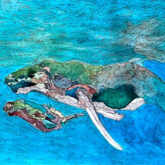 Tis the sea-son for whale watching by Barbara Boylan