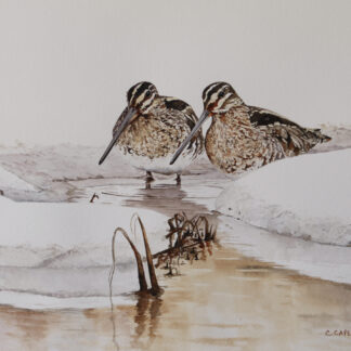 Snow Snipes by Cecilia Capestany