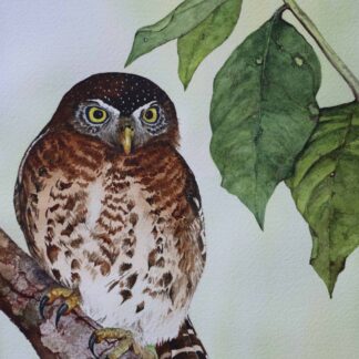 Kindred Spirit (Cuban Pygmy Owl) by Cecilia Capestany