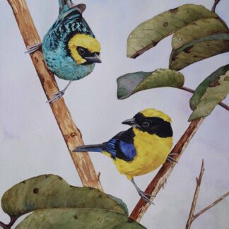 Songbirds of the Andes by Cecilia Capestany