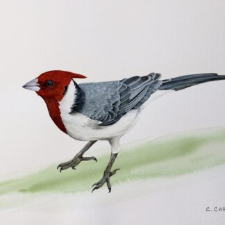Red-crested Cardinal by Cecilia Capestany