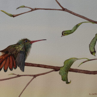 Morning Stretch by Cecilia Capestany
