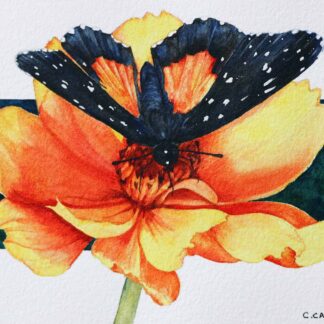 Rosita Patch by Cecilia Capestany