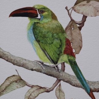 Toucanet by Cecilia Capestany