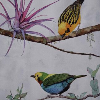 In the Cloud Forest by Cecilia Capestany