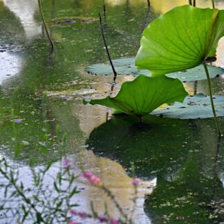 Water Lily Pond by Stella Choi