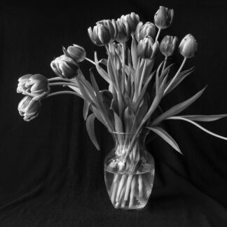 Tulips by Ron Colbroth