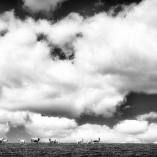 Sheep On a Hill by Ron Colbroth