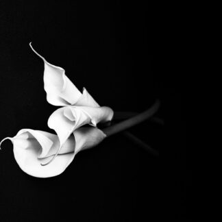 3 Lilies by Ron Colbroth