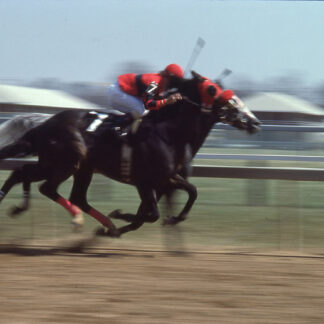 Neck and Neck by Ron Colbroth