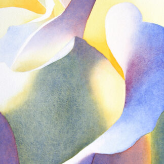 Rose Glow VIII by Rachel Collins
