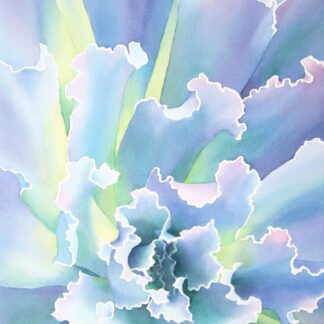 Ruffled Echeveria by Rachel Collins