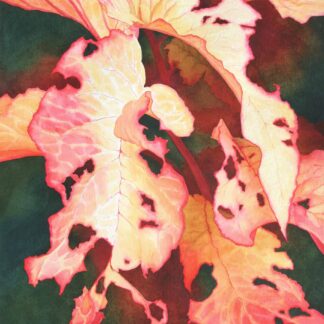 Amaranthus Feast by Rachel Collins