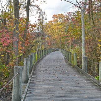 Bike Path in Autumn by Henry Egghart