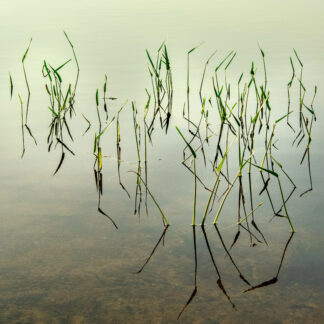 Dancing on the Pond by Meg Clarke