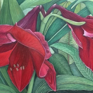 Amaryllis by Lisa  Devore