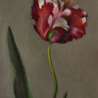 Rembrandt Tulip by Christine Dixon