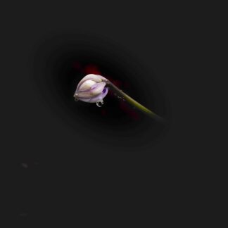 Morning Dew Drop by Gaetana Ebbole