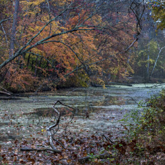 Welcoming Fall Shapes and Colors by Gaetana Ebbole