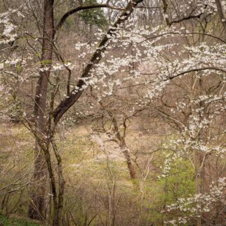 Hooray Spring Has Sprung! by Gaetana Ebbole