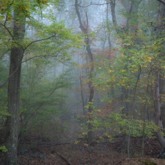 Fall through the Mist by Gaetana Ebbole