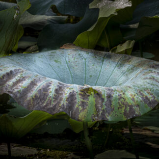 Lotus Leaf In Full Bloom by Gaetana Ebbole