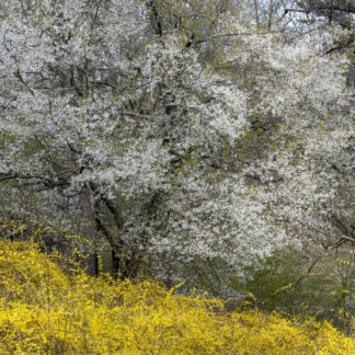 Cherry and Forsythia at Play by Gaetana Ebbole
