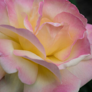 Sweet Rose by Gaetana Ebbole