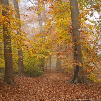 Autumn in Paul Springs Park by Henry Egghart