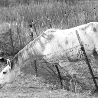 The Grass Is Always Greener . . . . by Henry Egghart