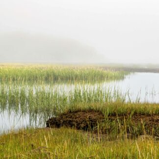 Emerging Grasses by Meg Clarke