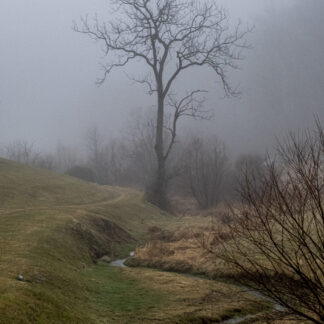 Tree at the end of the creek by Tina Falkenbury