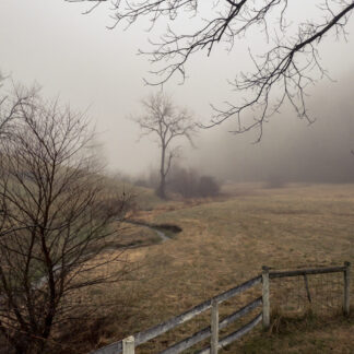 Foggy Creek by Tina Falkenbury