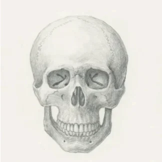 Artistic Anatomical Drawing