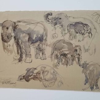 Elephant Sketches by Avis Fleming