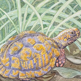 Box Turtle by Amanda Fletchersmith